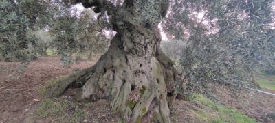 1500 yıllık Zeytin Ağacı